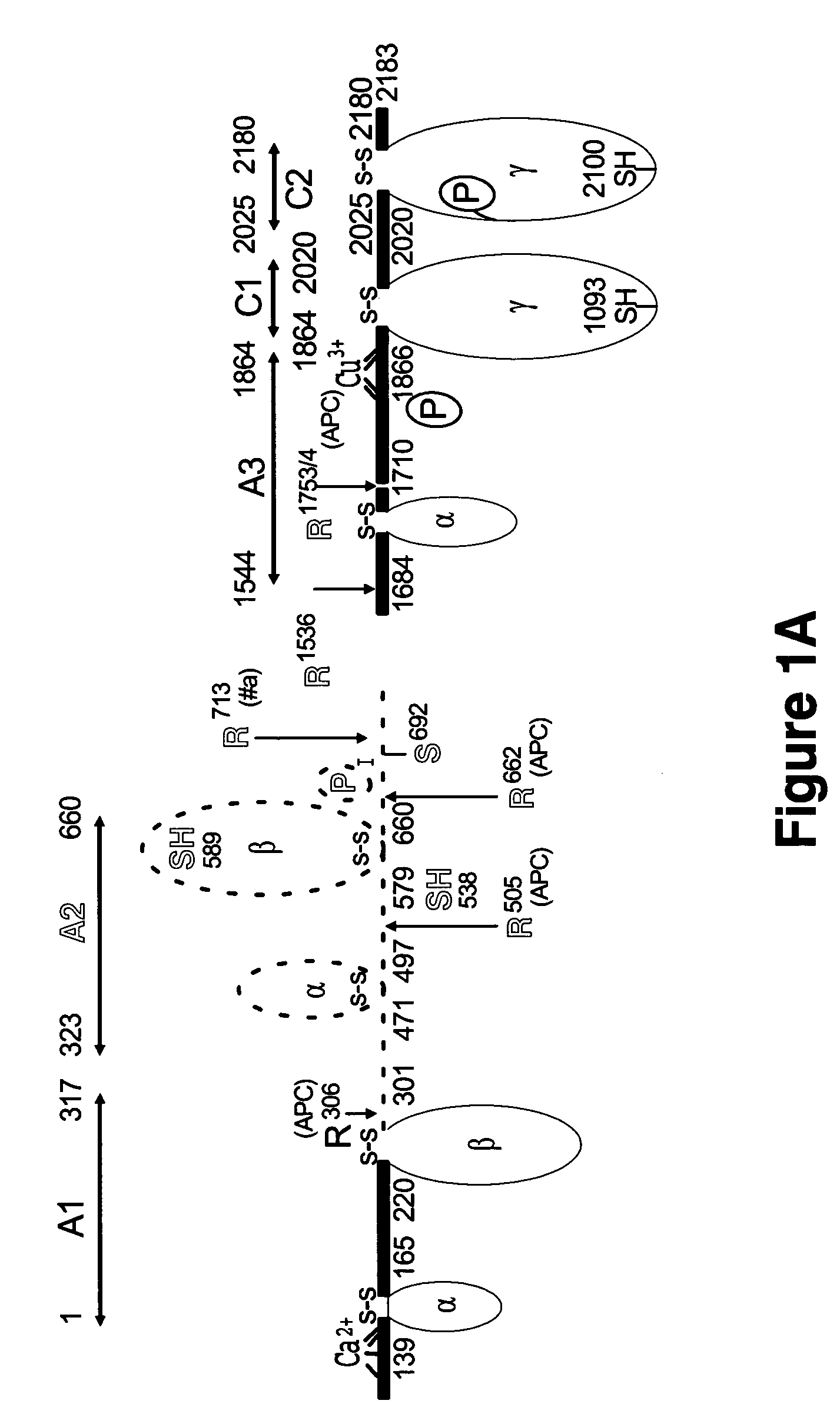 Crystal structure of factor Vai and method for identifying blood factor Va modulators