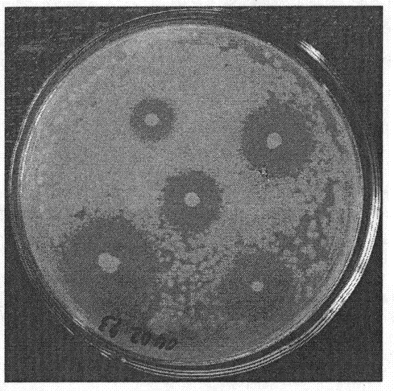 Method for screening pseudomonas syringae pv.tabaci antagonistic bacteria