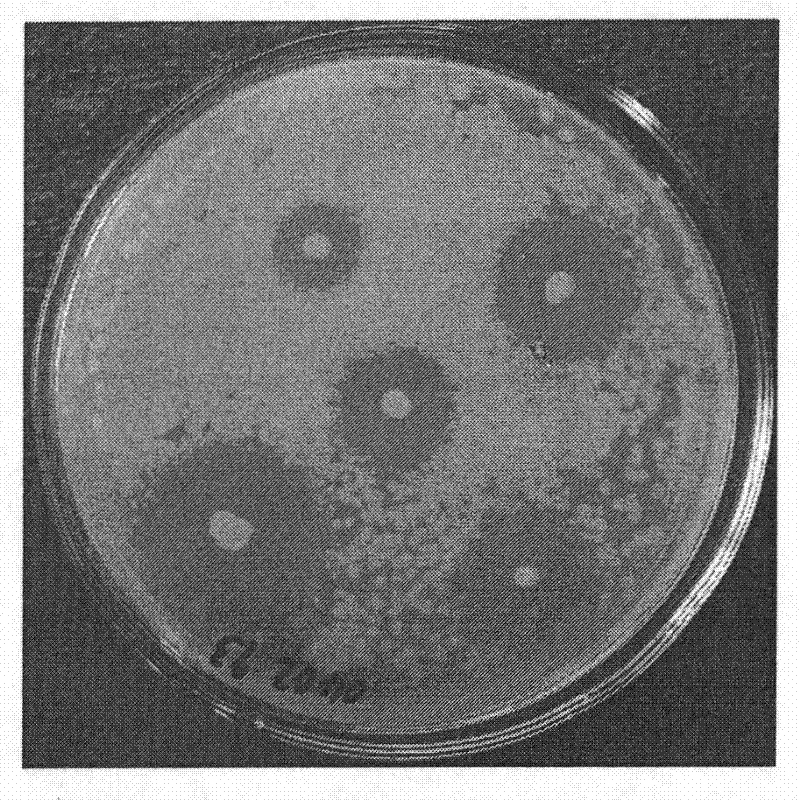 Method for screening pseudomonas syringae pv.tabaci antagonistic bacteria