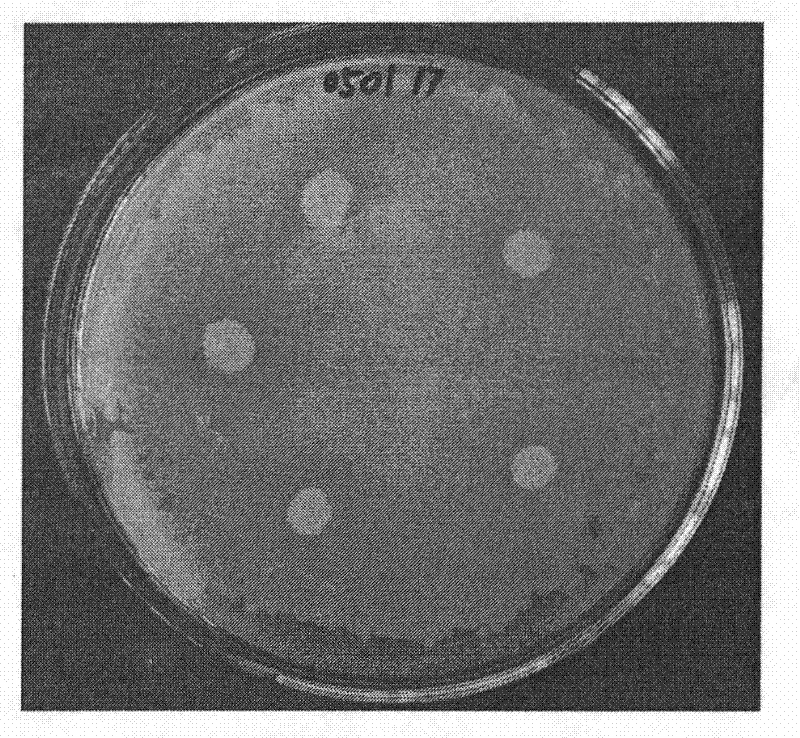 Method for screening pseudomonas syringae pv.tabaci antagonistic bacteria