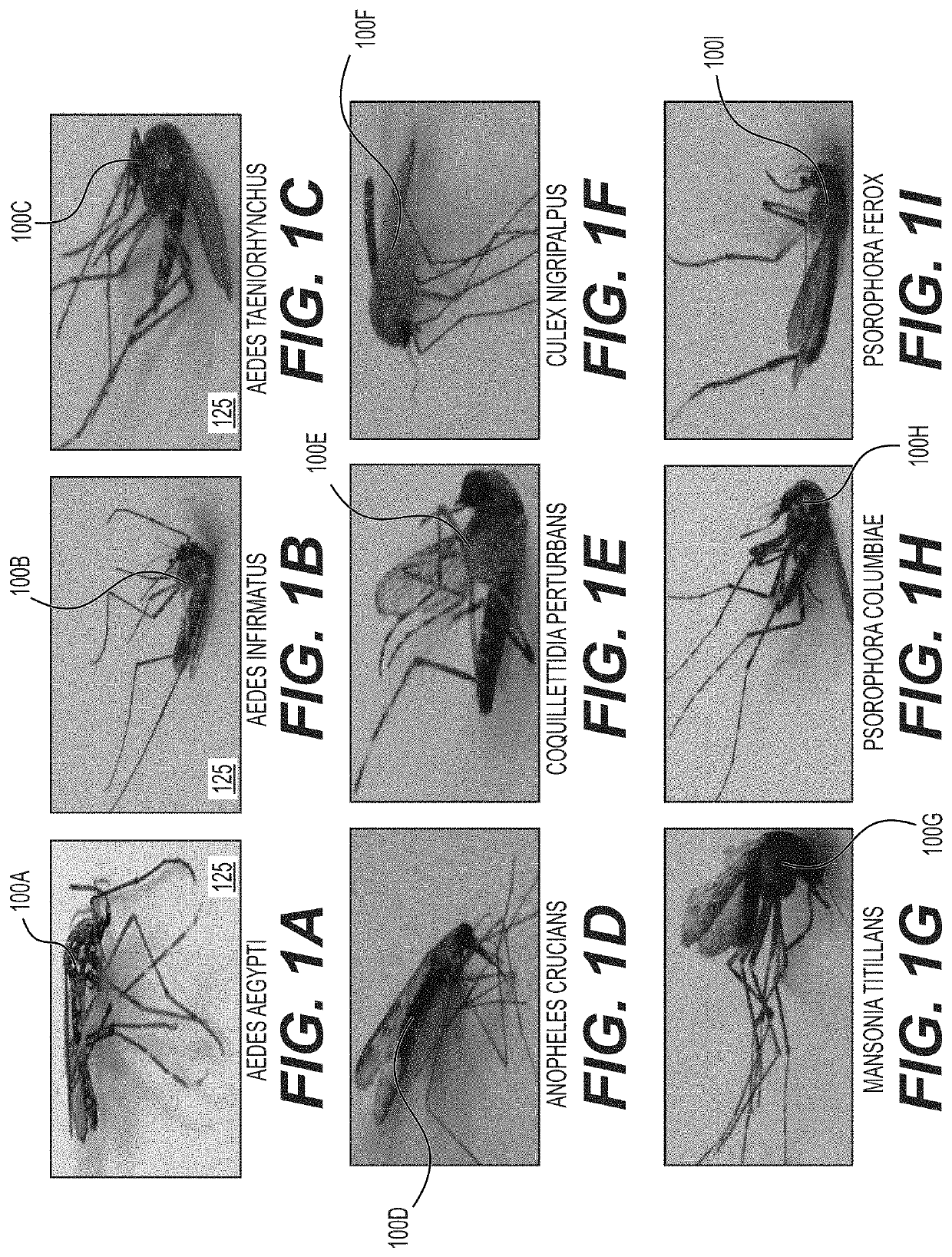 Leveraging smart-phone cameras and image processing techniques to classify mosquito genus and species