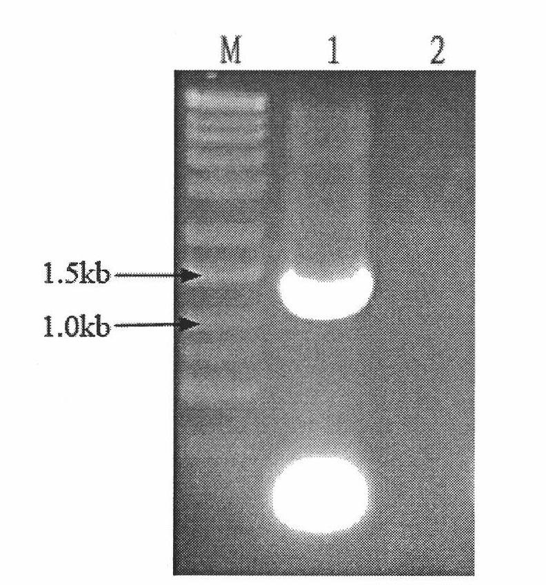 Method for extracting RNA of sweet potato root tuber and application thereof