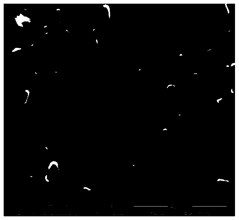 Preparation method suitable for large-area production of low-cost and environment-friendly tungsten oxide electrochromic film