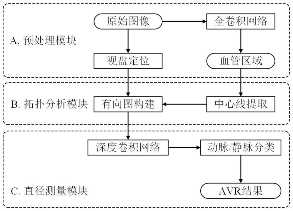 A method and device for automatically measuring retinal artery-to-vein diameter ratio