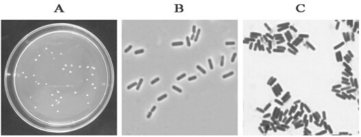 A strain of Bacillus Velez, its microecological preparation and its preparation method