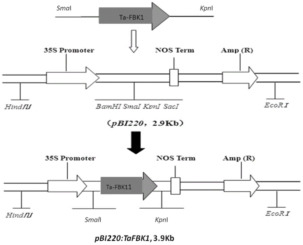 Gene TaFBK1 with F-box structure field, and expression vector and application thereof