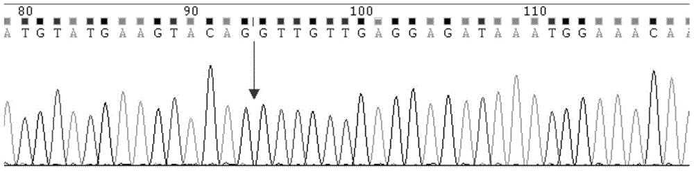 A primer, probe, locked nucleic acid probe, kit and detection method for detecting c-kit gene mutation
