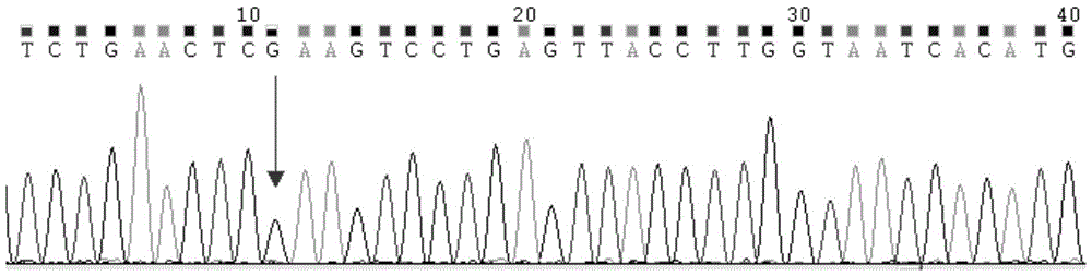 A primer, probe, locked nucleic acid probe, kit and detection method for detecting c-kit gene mutation