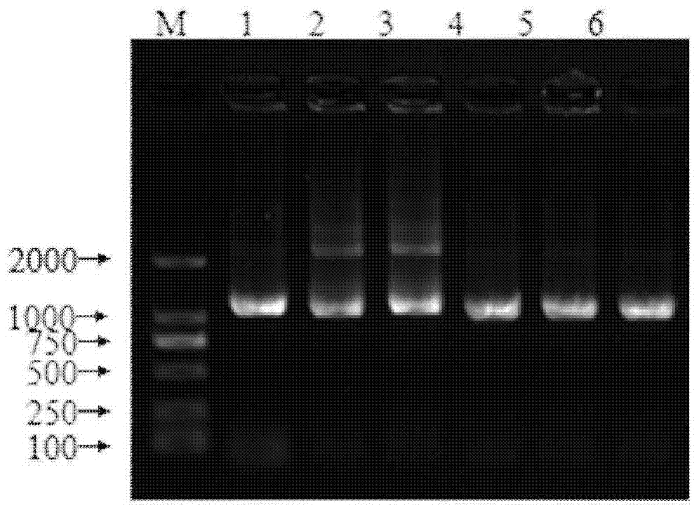Genetically engineered bacterium for efficiently expressing catechins as well as construction method and application thereof