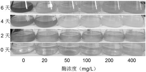 Application of algae toxin degrading enzyme in inhibition of blue algae and degrading of algae toxin