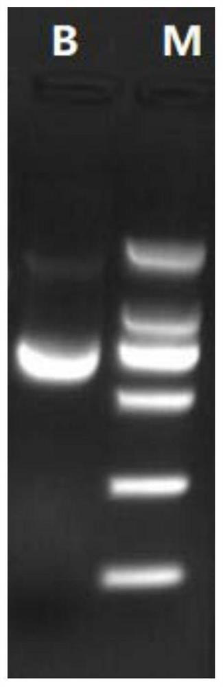 cp4-epsps monoclonal antibody and preparation method thereof