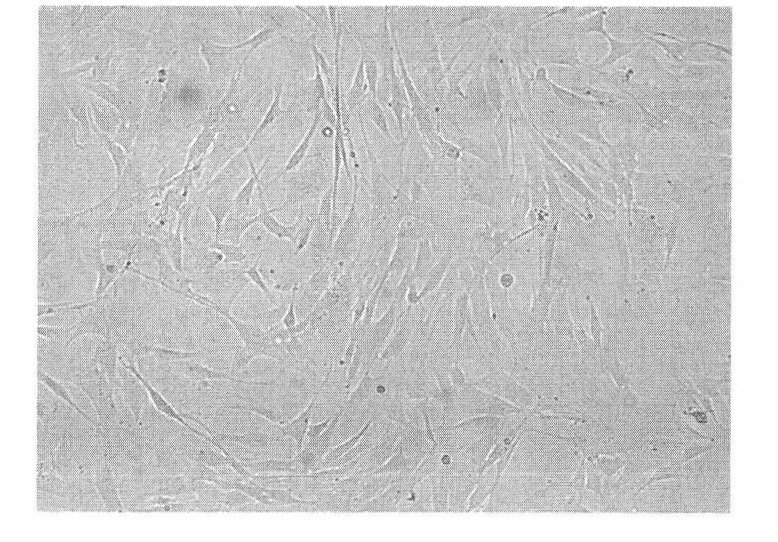 Method for separating cells from different tissues