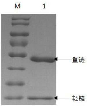 Preparation method of rabbit polyclonal antibody of pregnancy-specific glycoprotein 3