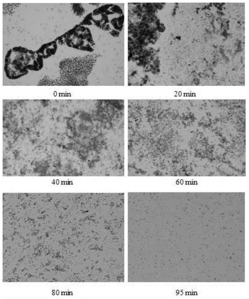 A method for counting cells of Microcystis population