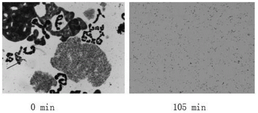 A method for counting cells of Microcystis population