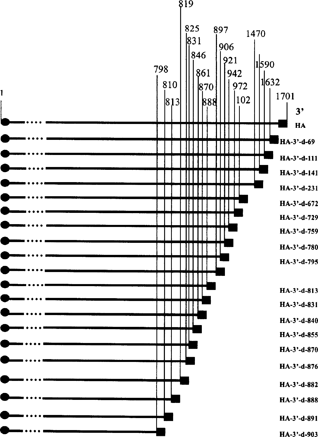 Curtail hemagglutinin vaccine for preventing influenza virus and its preparing method