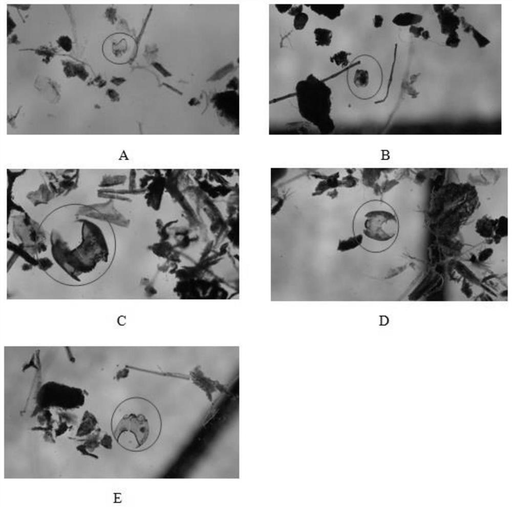 Staining agent and its staining method for isolating subfossils of chironomid head shells