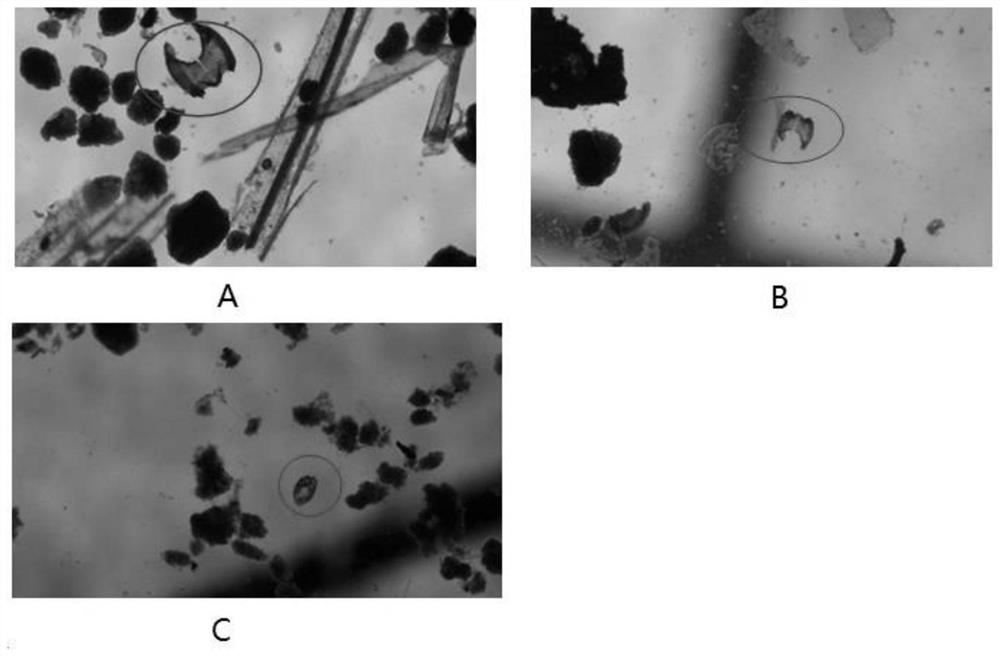 Staining agent and its staining method for isolating subfossils of chironomid head shells