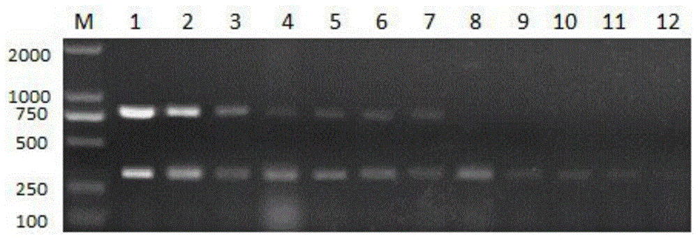 Double PCR (polymerase chain reaction) method for detecting Streptococcus suis type 2 and Haemophilus parasuis
