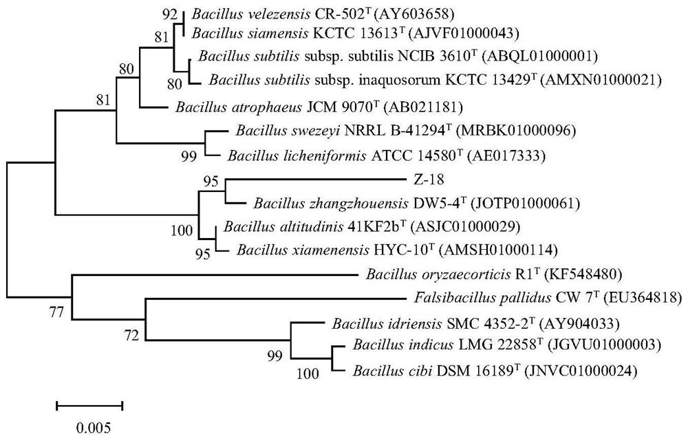 An antagonistic bacteria z-18 for controlling cotton verticillium wilt and its application