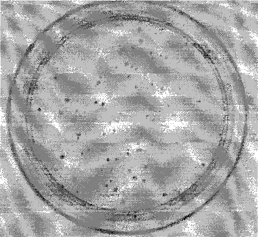 Phi C31 site specific recombinase mutant, preparation method thereof and application