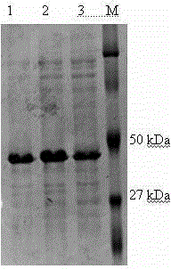 Indirect ELISA (enzyme-linked immunosorbent assay) detection kit based on toxoplasma gondii matrix protein 1