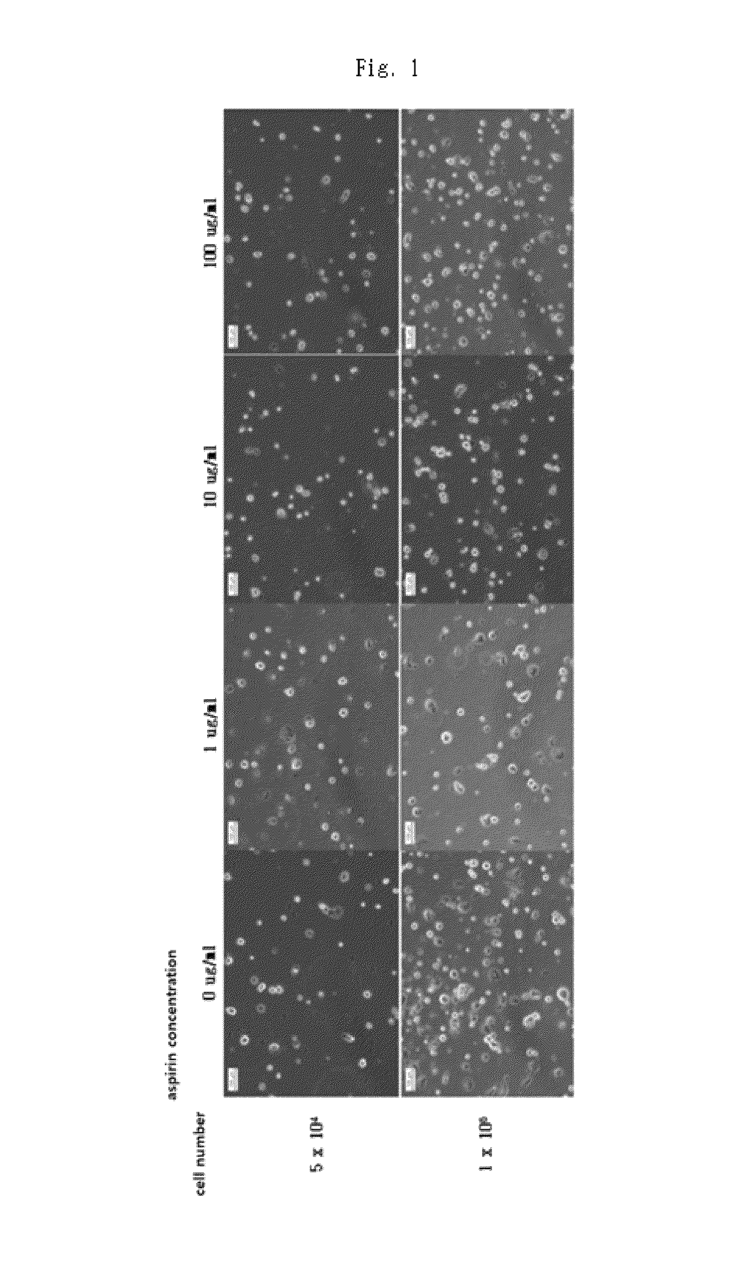 Method and composition for preventing stem cell disruption and aggregation