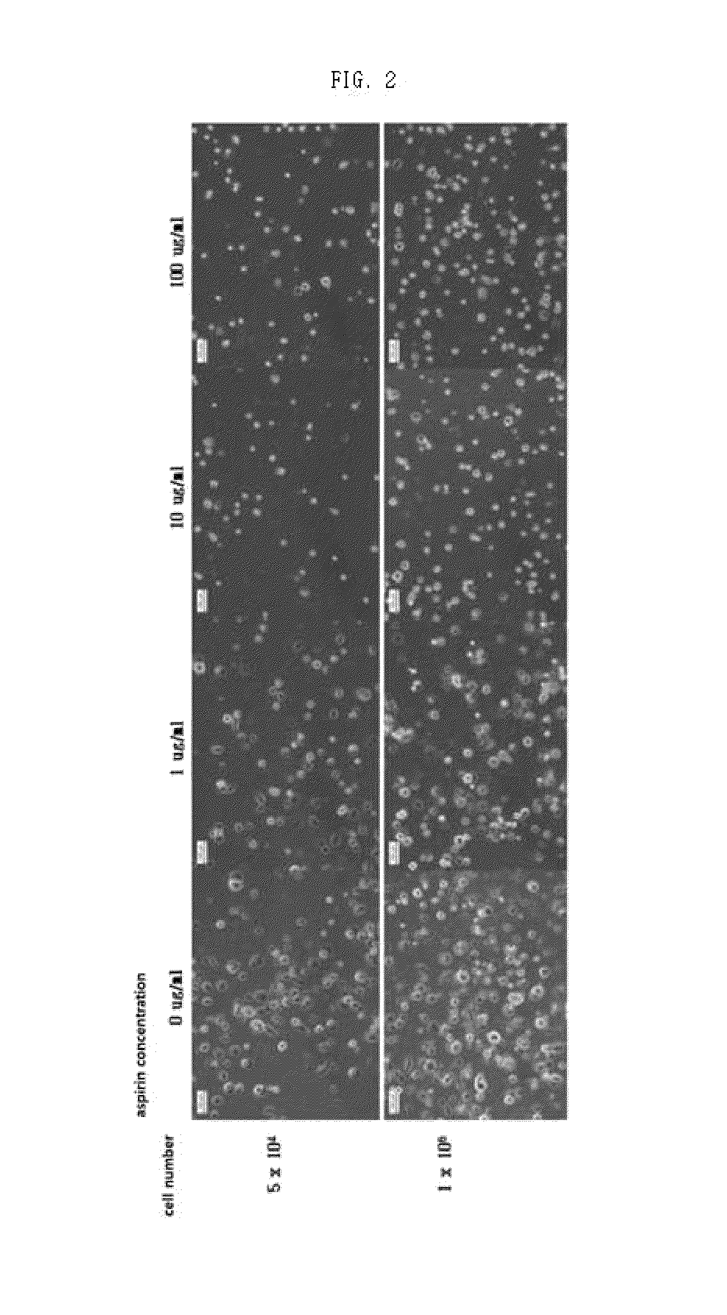 Method and composition for preventing stem cell disruption and aggregation