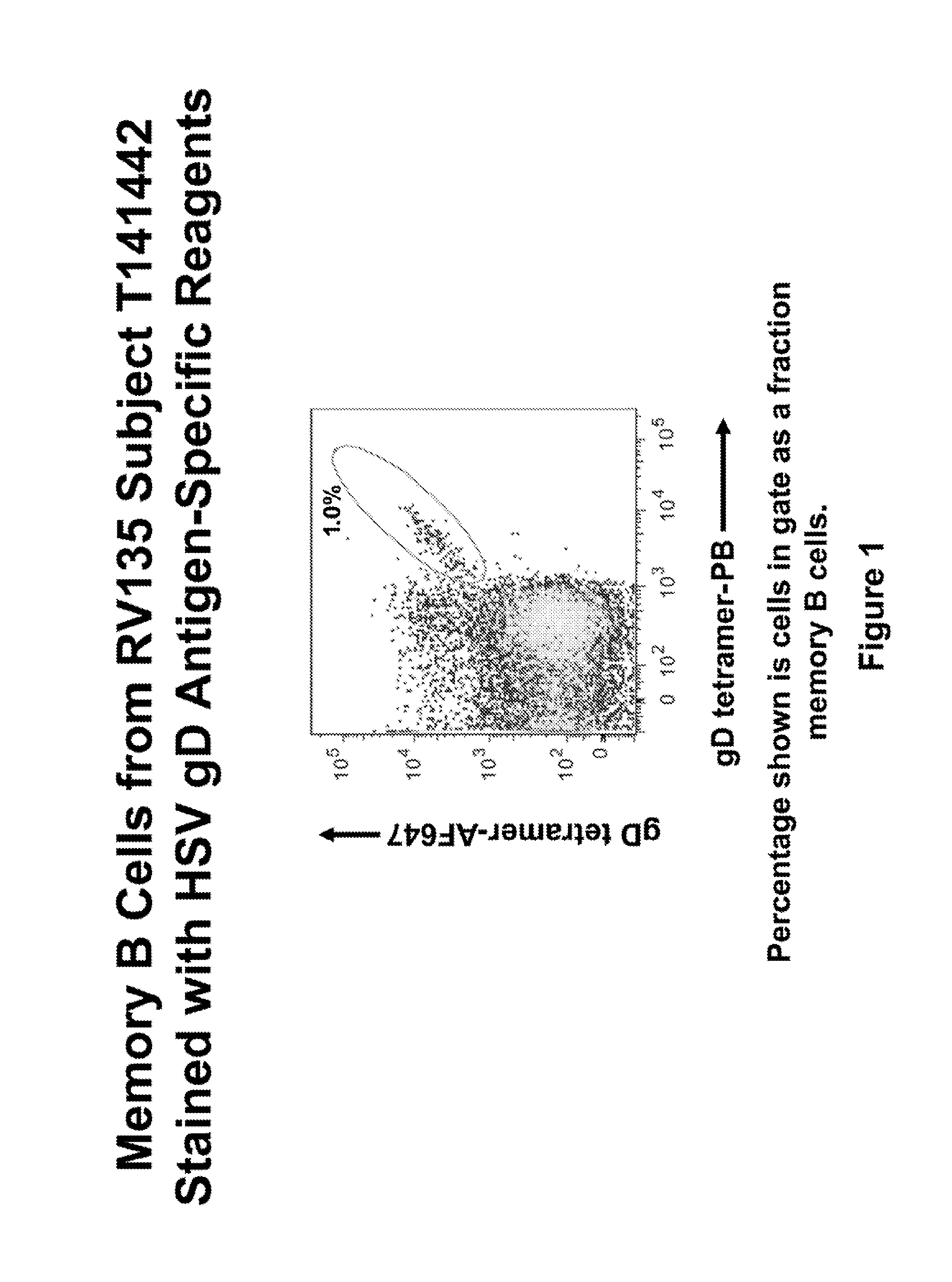 Herpes simplex virus