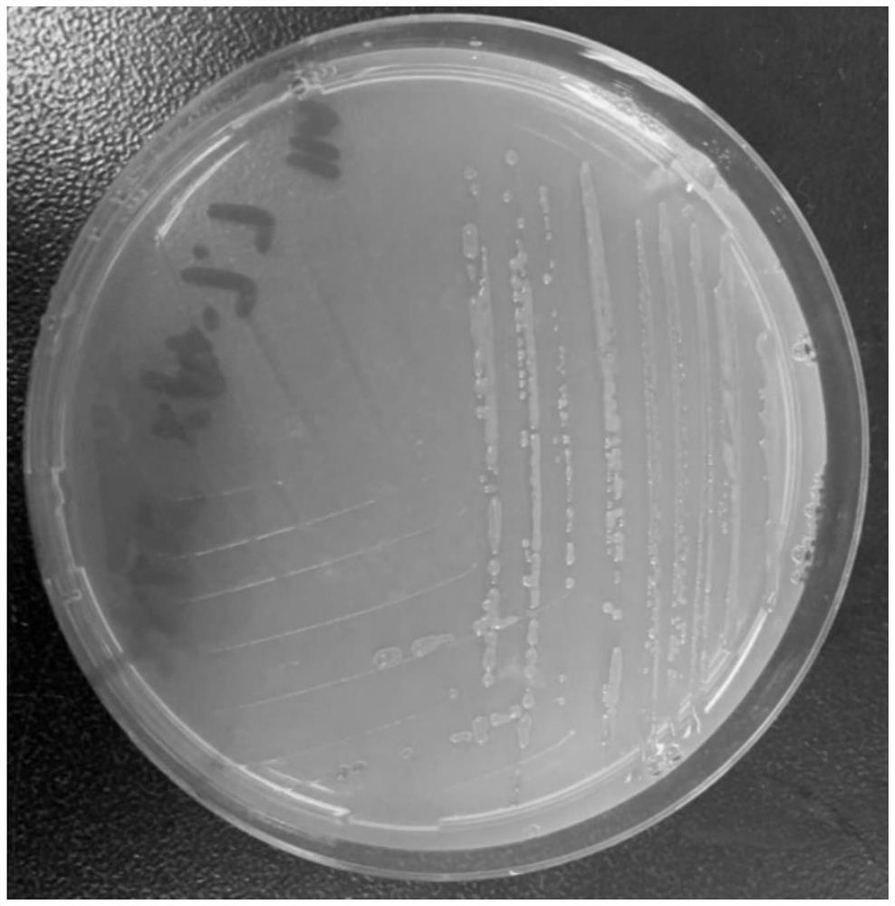 Alkane degrading functional bacterium XP4-7 and application thereof