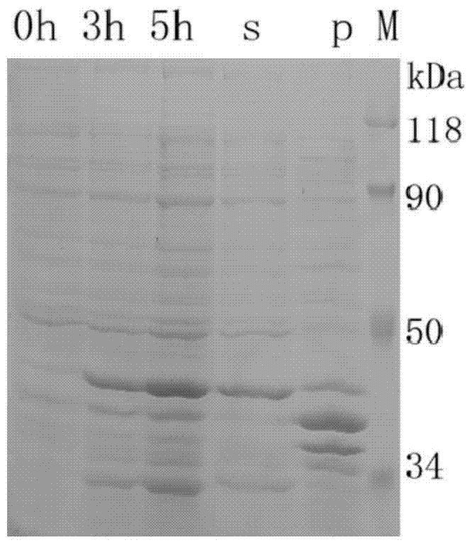 A kind of anti-wssv autophagy-related gene cq-atg8 and its preparation method and application