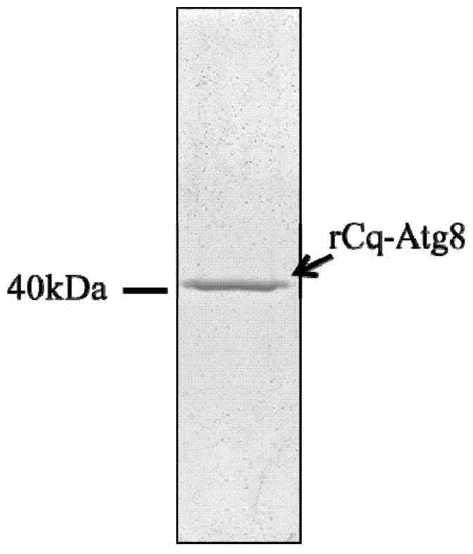 A kind of anti-wssv autophagy-related gene cq-atg8 and its preparation method and application