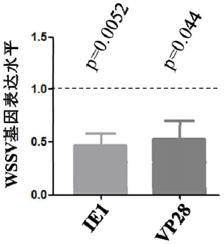 A kind of anti-wssv autophagy-related gene cq-atg8 and its preparation method and application