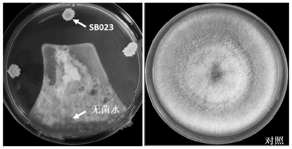 Endophytic Bacillus velesi and its application