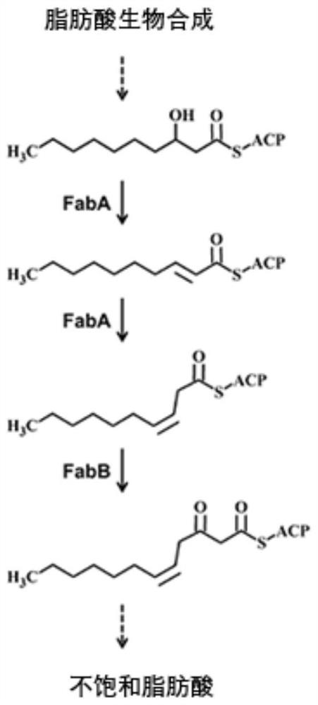 Recombinant bacterium with improved acid tolerance and construction method and application thereof