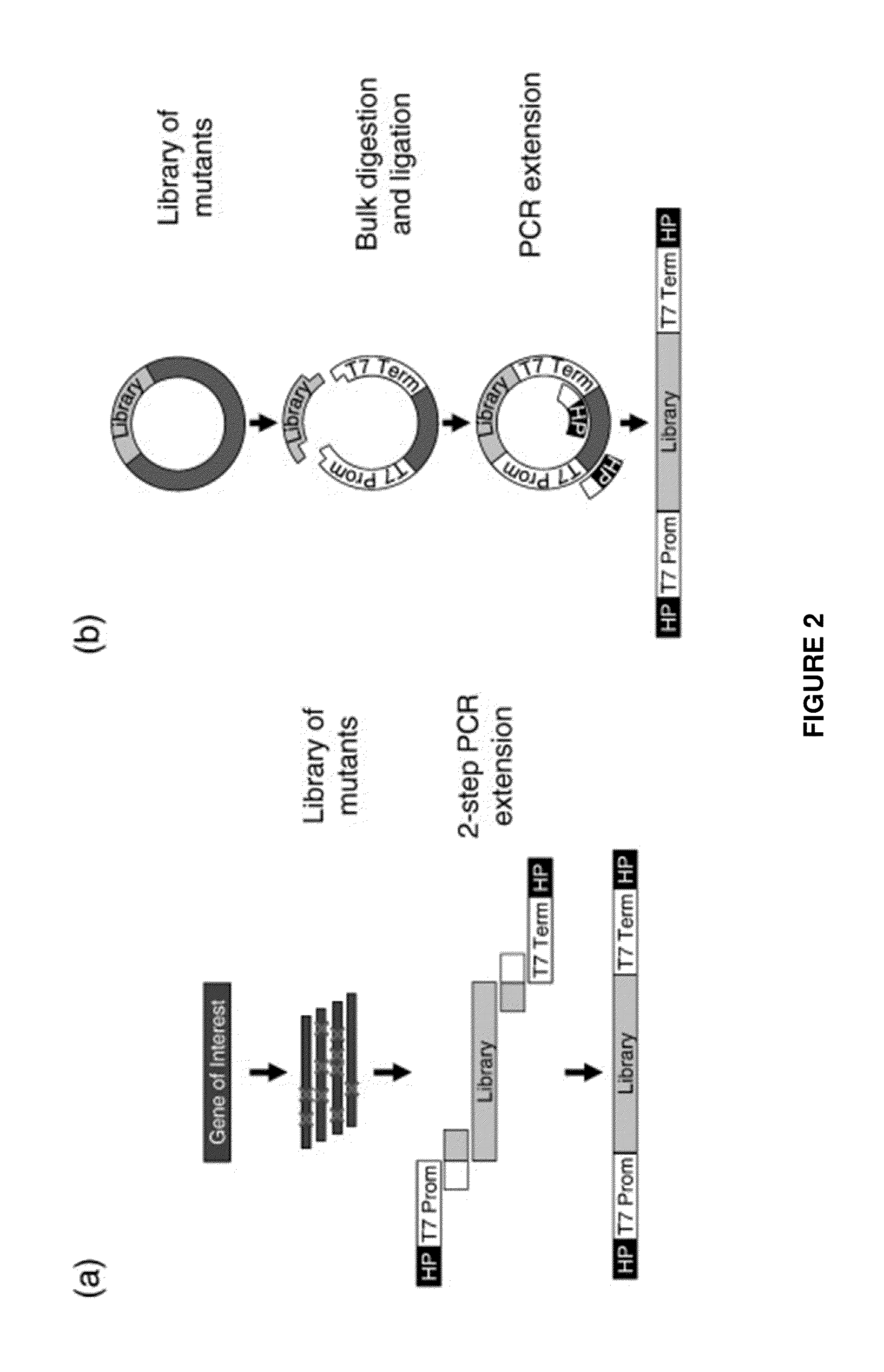 Mutant Epidermal Growth Factor Polypeptides with Improved Biological Activity and Methods of Their Making and Use