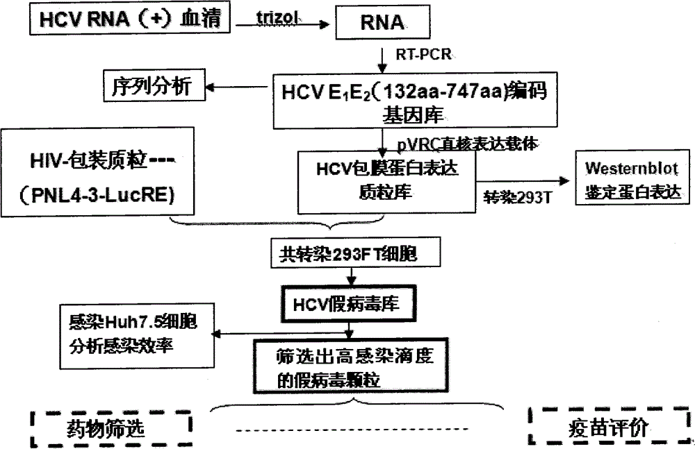 HCV (hepatitis c virus) envelope protein gene and application