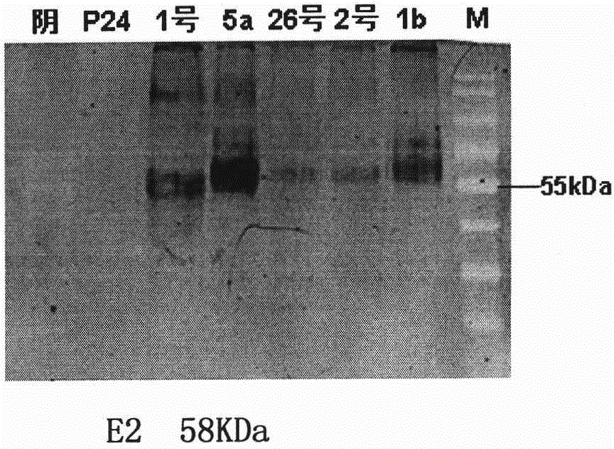 HCV (hepatitis c virus) envelope protein gene and application