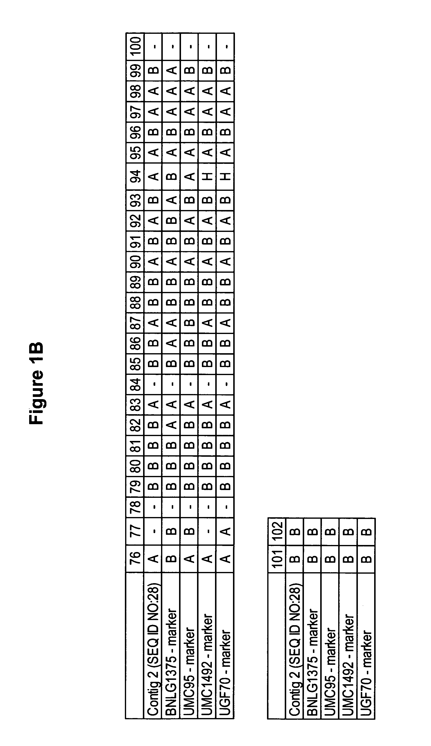 Brittle stalk 2 polynucleotides, polypeptides and uses thereof