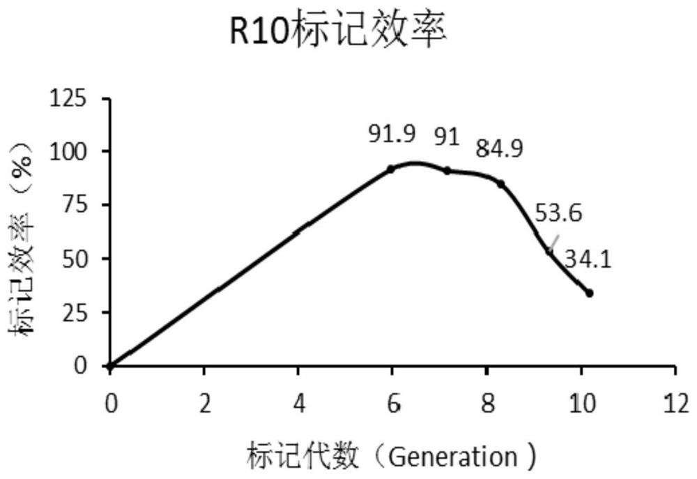 A method of using silac to label Mycobacterium smegmatis protein and its special medium