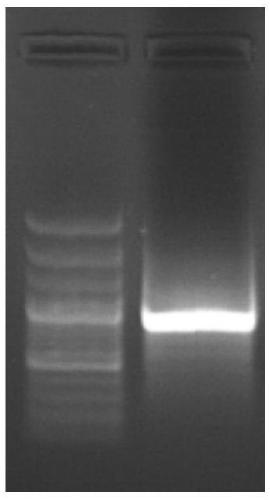 Developmental related gene BrCRF6 of brassica rapa pistils and application of developmental related gene BrCRF6