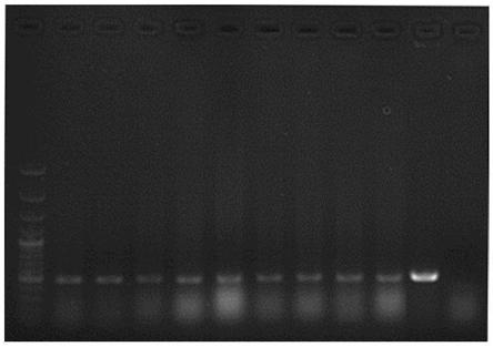 Developmental related gene BrCRF6 of brassica rapa pistils and application of developmental related gene BrCRF6