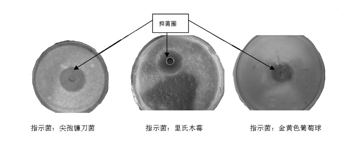 Brevibacillus brevis for preventing and treating plant fungus diseases and method for preparing biopesticide