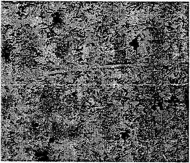 Root nodule azotobacter strain BXBL9 and uses thereof