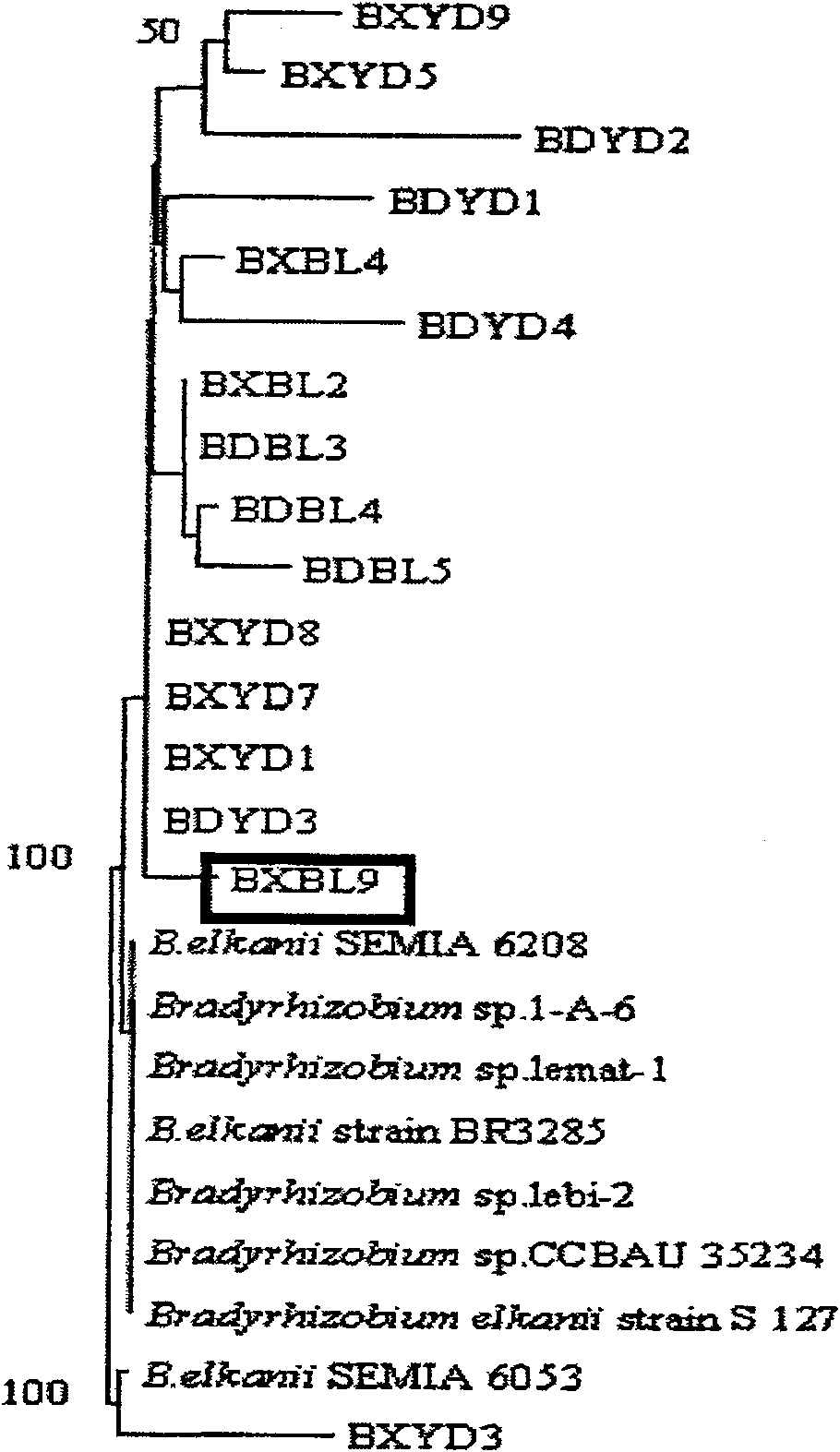 Root nodule azotobacter strain BXBL9 and uses thereof