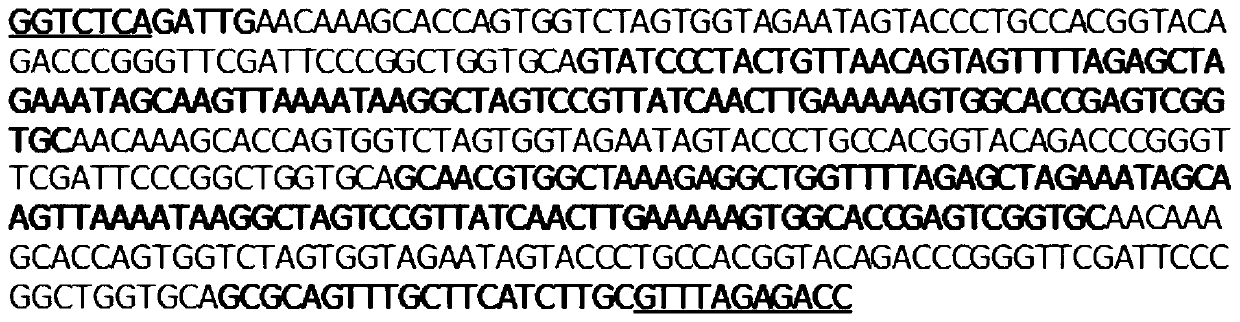 Application and method of tobacco mlo2, mlo6 and mlo12 genes in preparing tobacco varieties resistant to powdery mildew