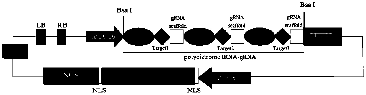 Application and method of tobacco mlo2, mlo6 and mlo12 genes in preparing tobacco varieties resistant to powdery mildew