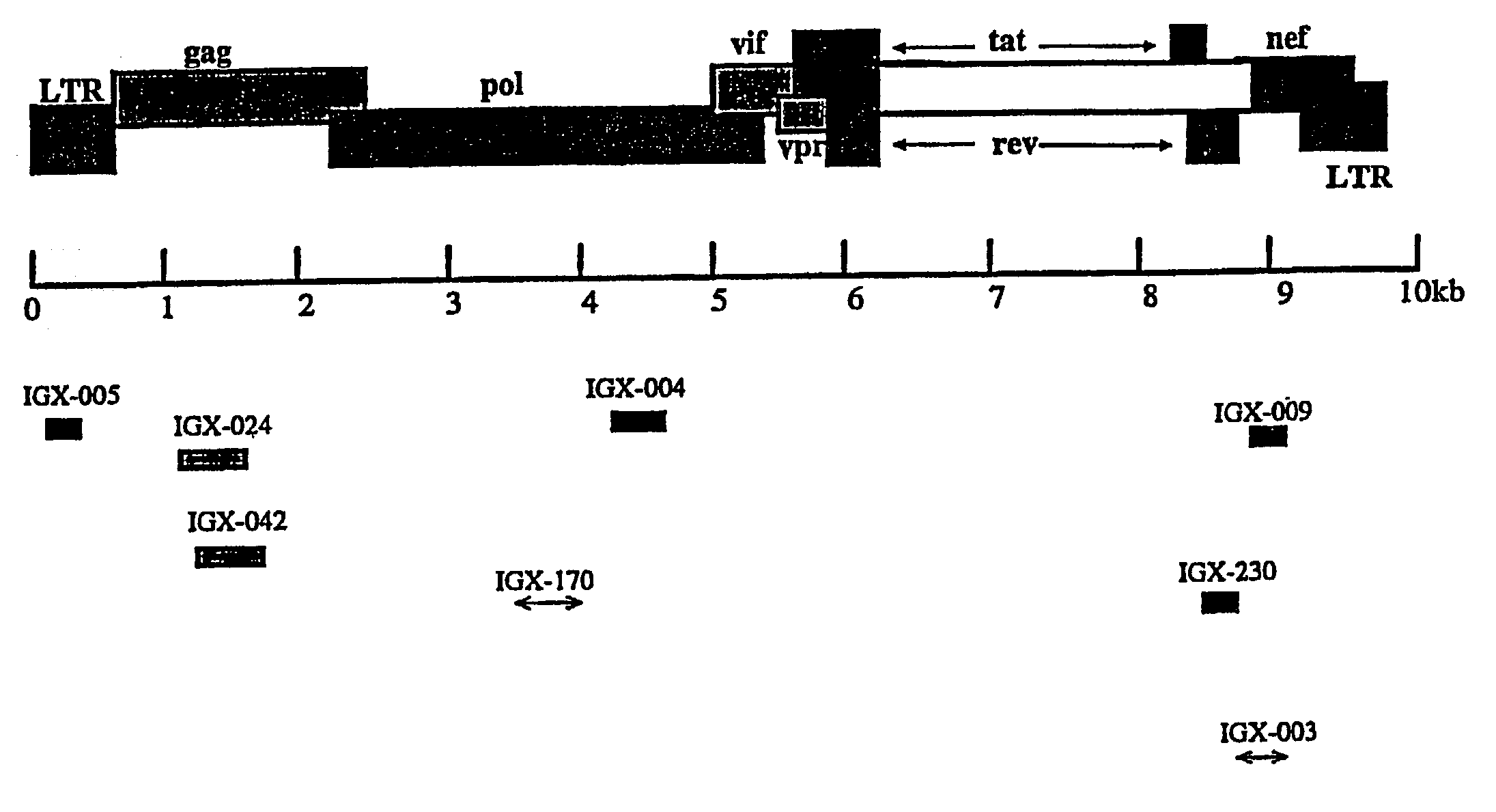 Genetic suppressor elements against human immunodeficiency virus