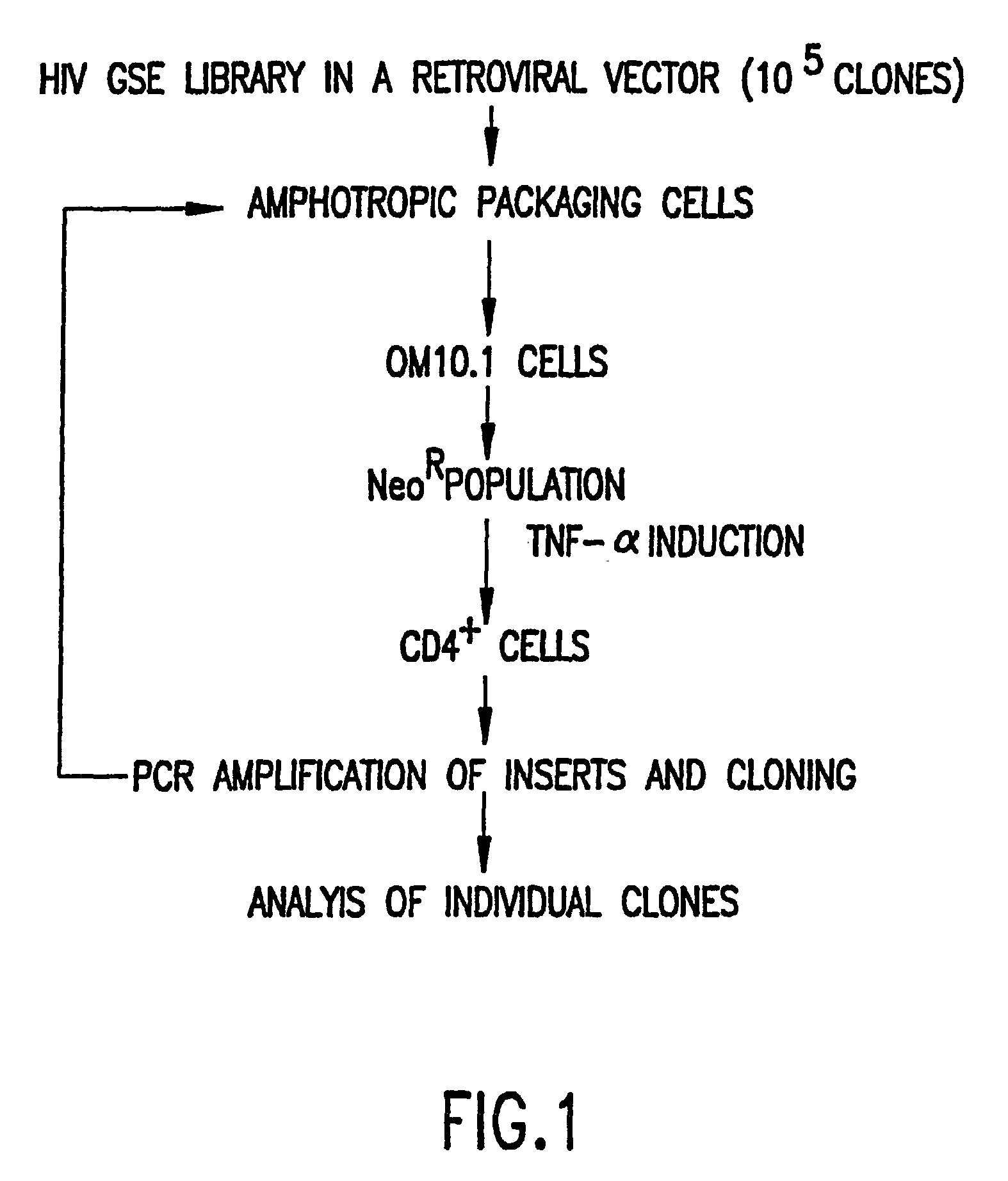 Genetic suppressor elements against human immunodeficiency virus