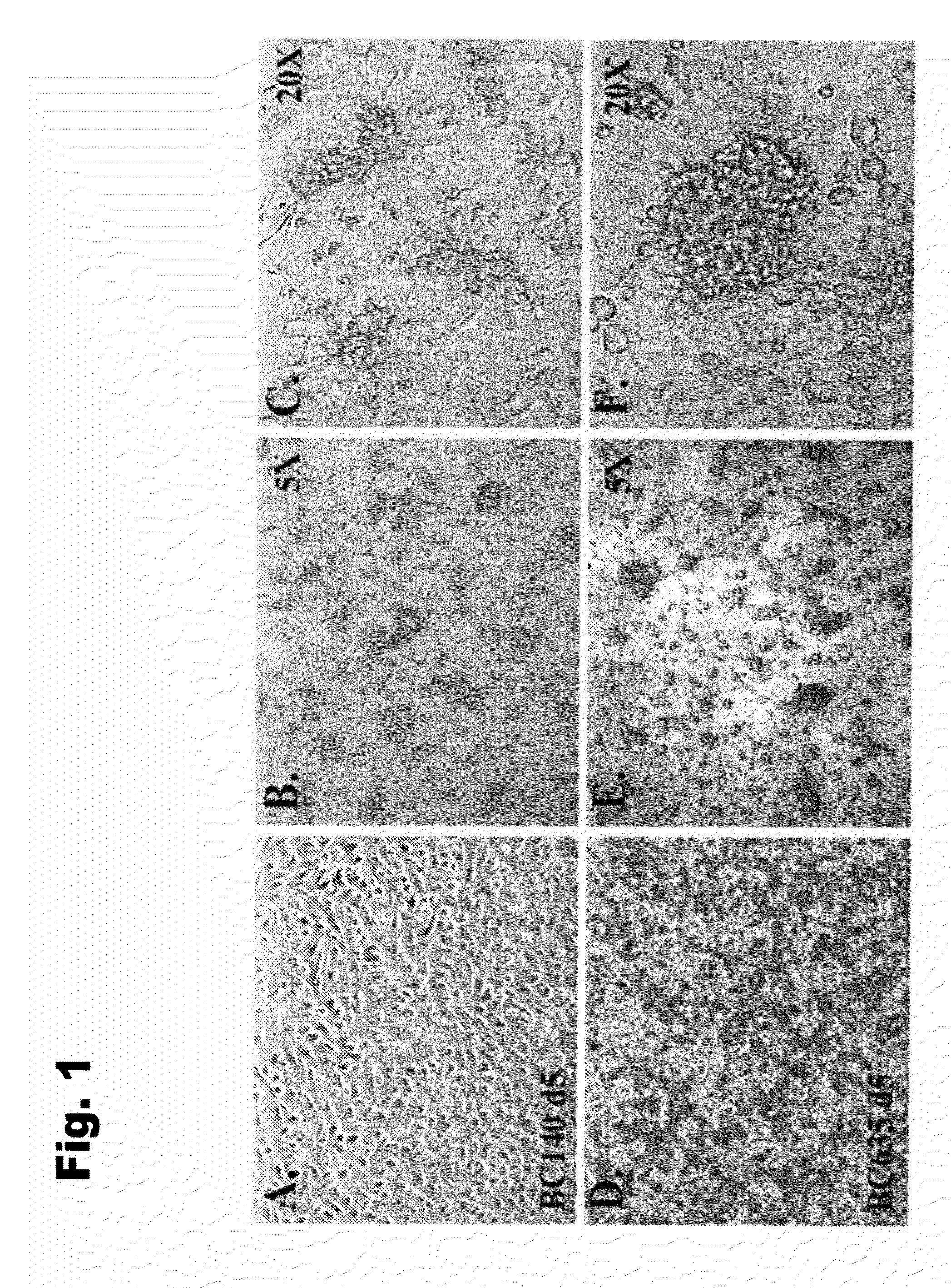 Pancreatic islet-like cells